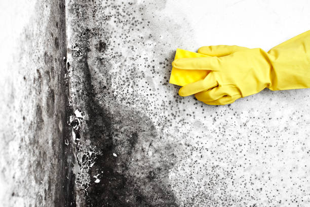 Best Certified Mold Removal  in Conning Towers Nautilus Park, CT