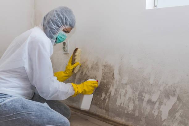 Best Crawl Space Mold Removal  in Conning Towers Nautilus Park, CT