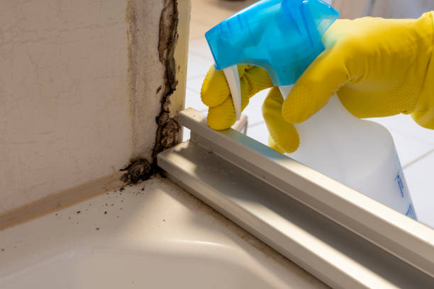 Best Same-Day Mold Removal  in Conning Towers Nautilus Park, CT