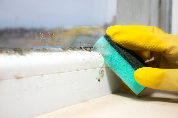 Best Professional Mold Removal  in Conning Towers Nautilus Park, CT