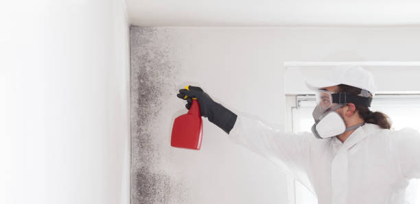 Professional Mold Removal in Conning Towers Nautilus Park, CT