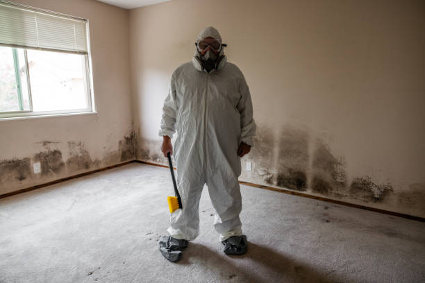 Best Black Mold Removal  in Conning Towers Nautilus Park, CT