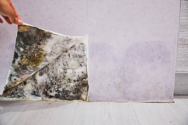 Best Mold Removal Company Near Me  in Conning Towers Nautilus Park, CT
